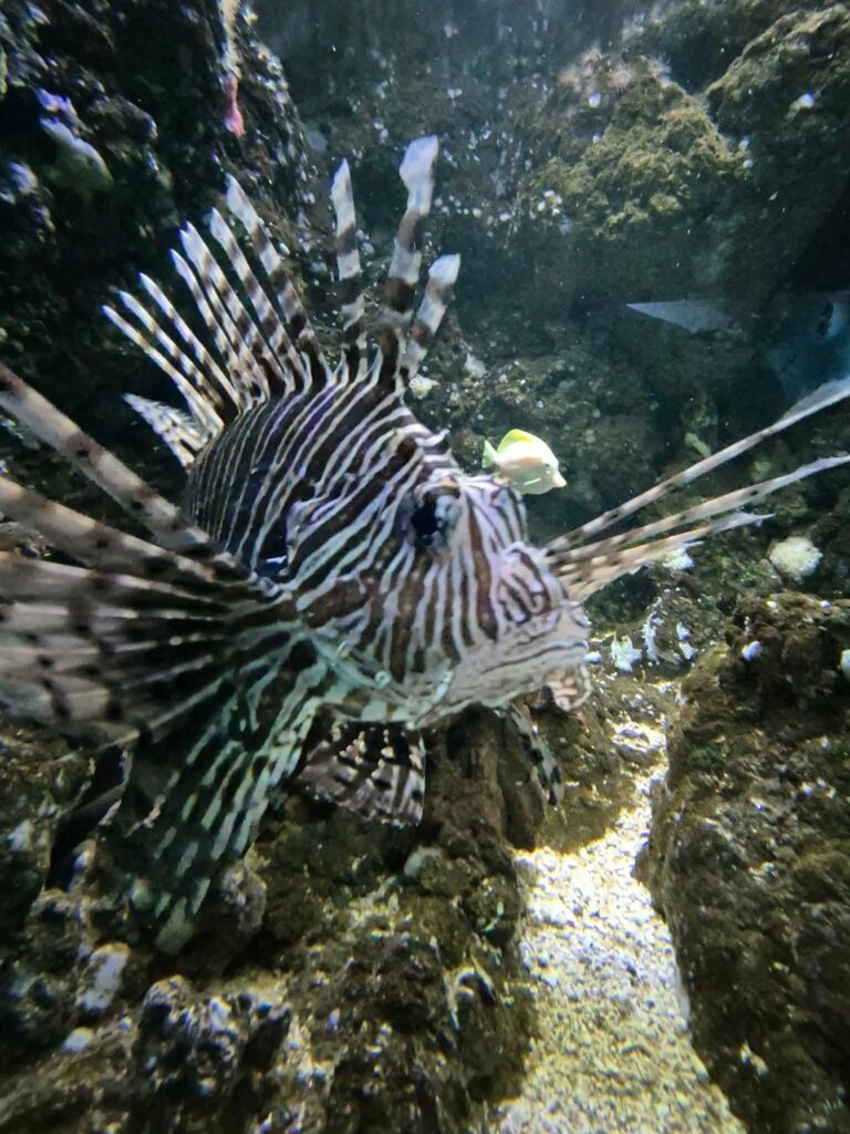 ☀️ Kolejny upalny dzień, a my szukamy ochłody w... głębinach oceanu! 🌊🦈…