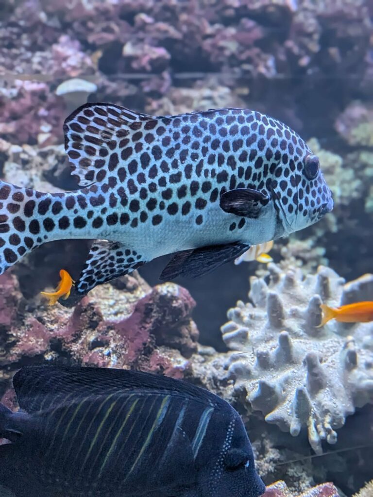 ☀️ Kolejny upalny dzień, a my szukamy ochłody w... głębinach oceanu! 🌊🦈…
