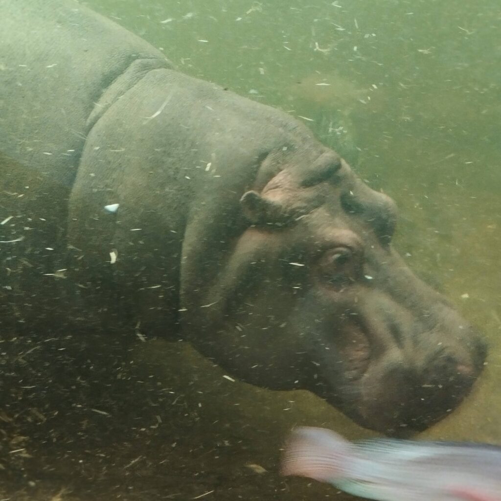 Klasa matematyczno-chemiczna spędziła czerwcowy poniedziałek we wrocławskim Afrykarium i Hydropolis, poznając bliżej…