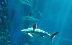 Klasa matematyczno-chemiczna spędziła czerwcowy poniedziałek we wrocławskim Afrykarium i Hydropolis, poznając bliżej…