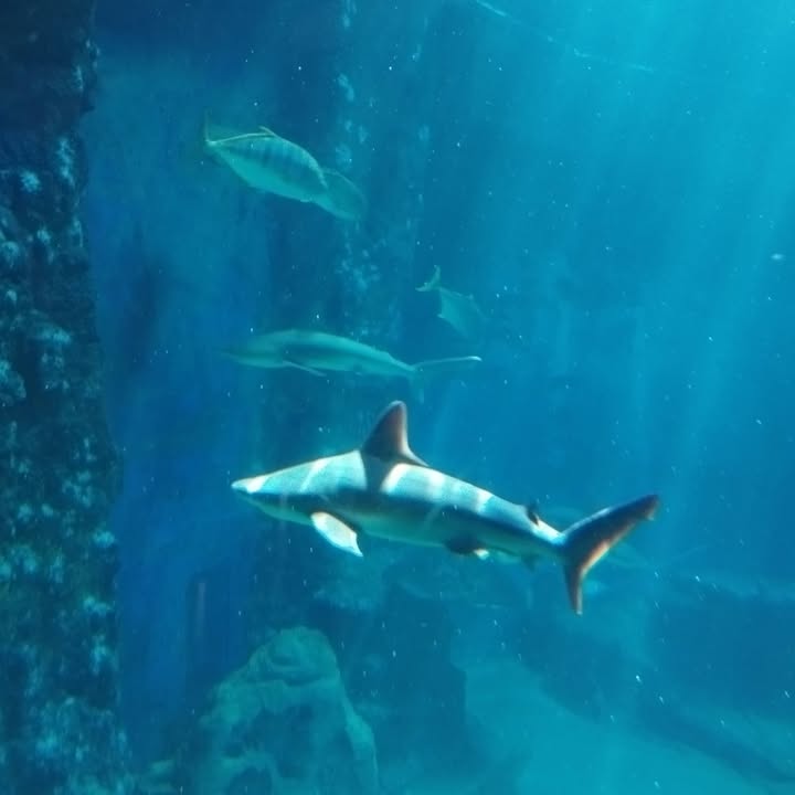 Klasa matematyczno-chemiczna spędziła czerwcowy poniedziałek we wrocławskim Afrykarium i Hydropolis, poznając bliżej…