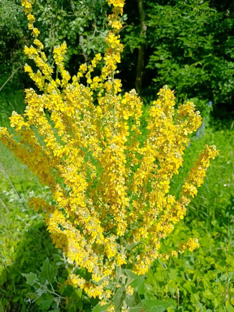 🌿🧪 To już oficjalny koniec! Klasy biologiczno-chemiczne kończą niezwykle intensywny tydzień projektowy.…