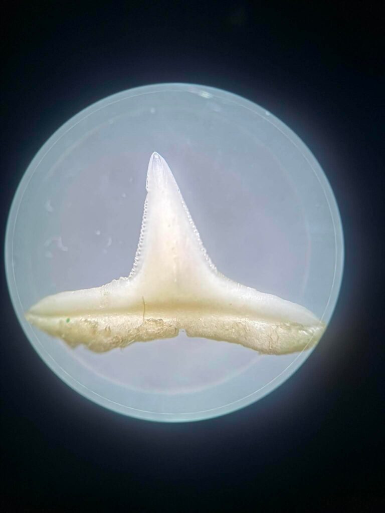 ☀️ Kolejny upalny dzień, a my szukamy ochłody w... głębinach oceanu! 🌊🦈…