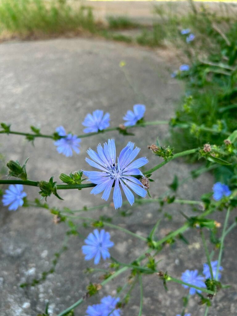 🌿🧪 To już oficjalny koniec! Klasy biologiczno-chemiczne kończą niezwykle intensywny tydzień projektowy.…