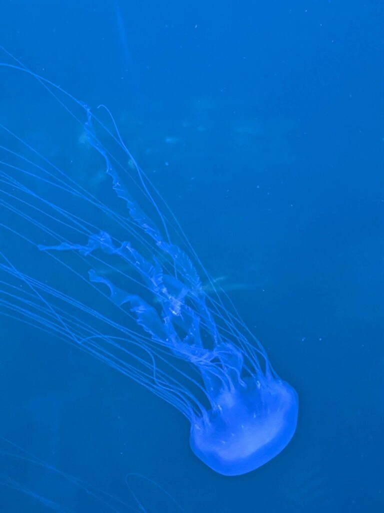 ☀️ Kolejny upalny dzień, a my szukamy ochłody w... głębinach oceanu! 🌊🦈…