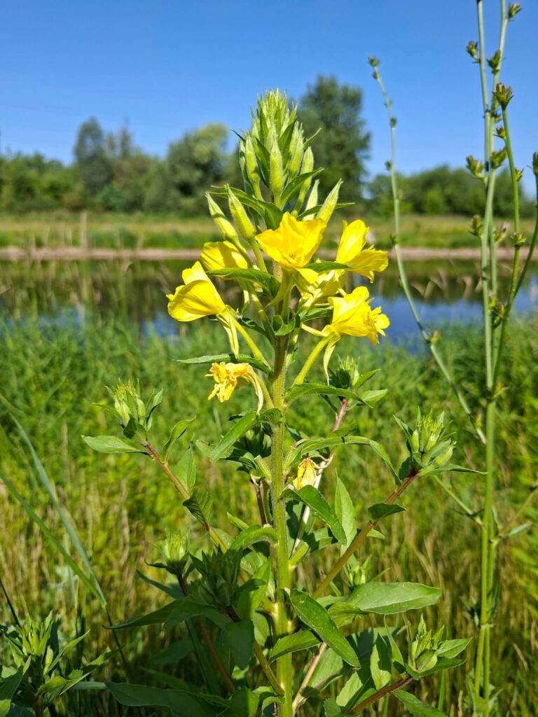 🌿🧪 To już oficjalny koniec! Klasy biologiczno-chemiczne kończą niezwykle intensywny tydzień projektowy.…