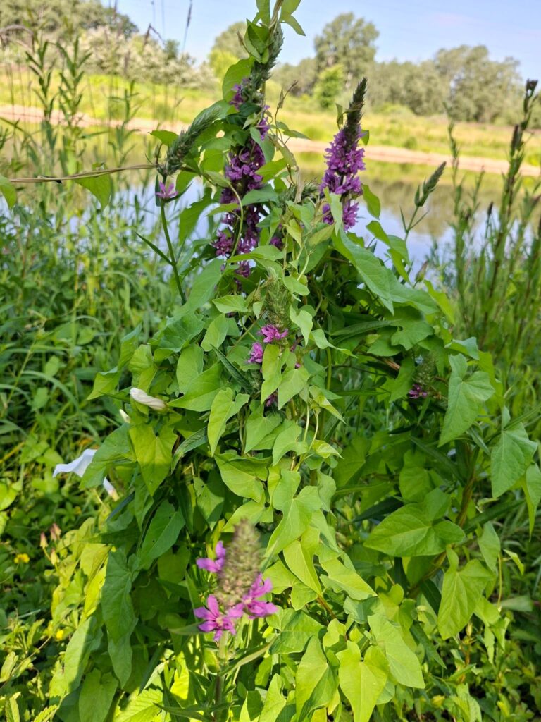 🌿🧪 To już oficjalny koniec! Klasy biologiczno-chemiczne kończą niezwykle intensywny tydzień projektowy.…