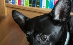 Międzynarodowy Dzień Zwierząt