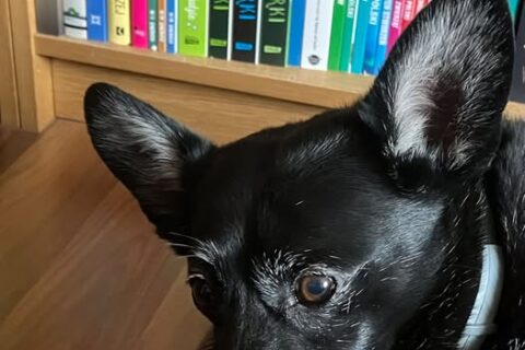 Międzynarodowy Dzień Zwierząt