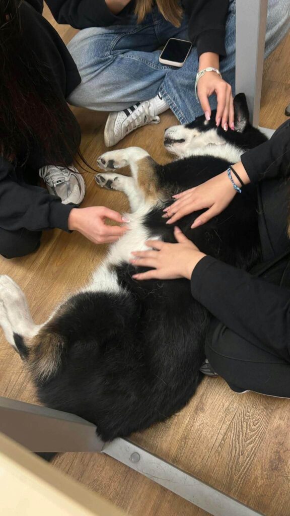 🐾 Nasze uczennice na ogólnopolskiej konferencji naukowej! 🐾 Z dumą informujemy, że…